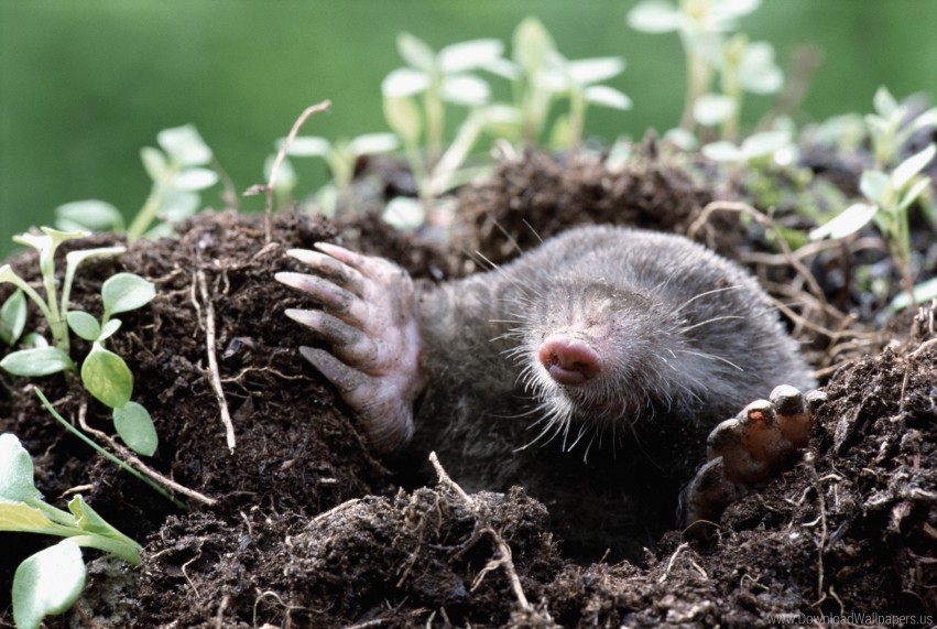 Dirt Earth Grass Hole Mole Wallpaper PNG Transparent Background