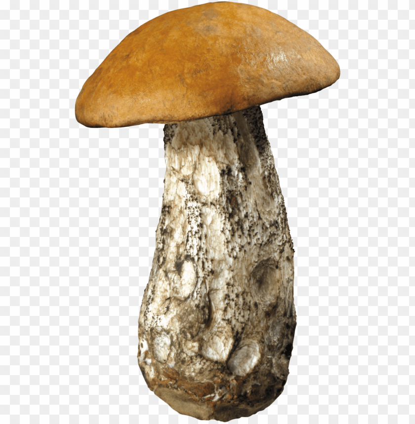 
mushroom
, 
eatable
, 
poisnous
, 
shroom
, 
brown
, 
white
