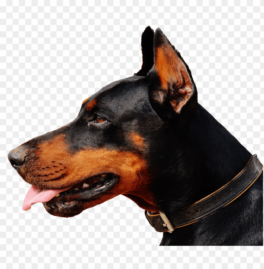 Doberman dog PNG, dog, black and brown, alert