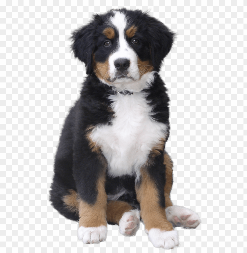 Adorable Bernese Mountain Dog puppy sitting with a playful expressio PNG