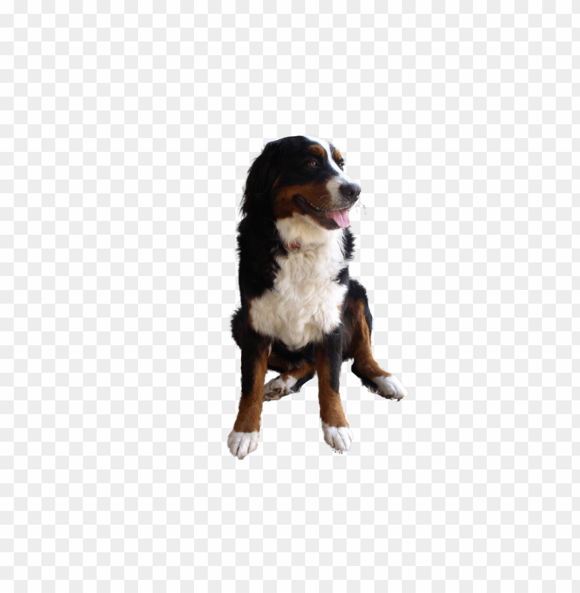 A friendly Bernese Mountain Dog sitting with a happy expressio PNG