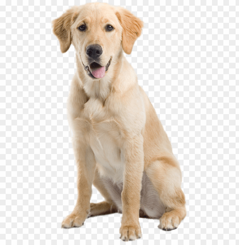 A friendly golden retriever sitting with a happy expressio PNG