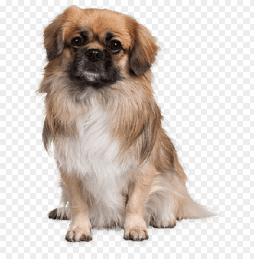 A fluffy dog sitting gracefully on a transparent background PNG