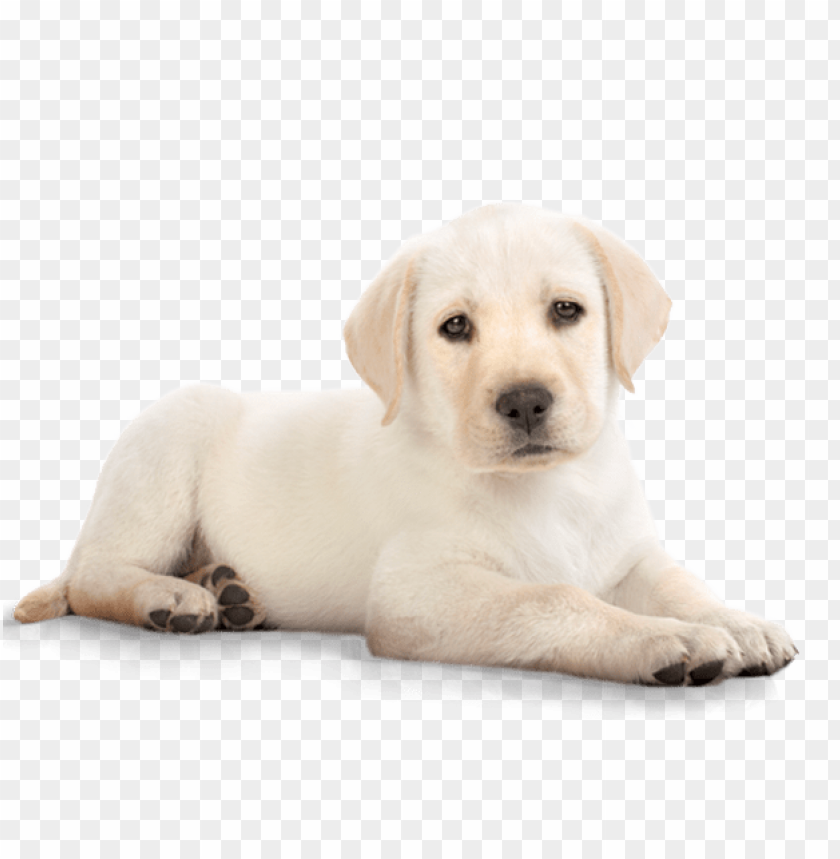 Cute white Labrador puppy lying down with a calm expressio PNG