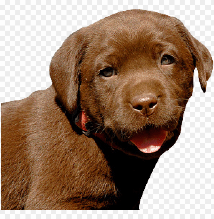 Cute brown Labrador puppy with a happy expression on a transparent background PNG