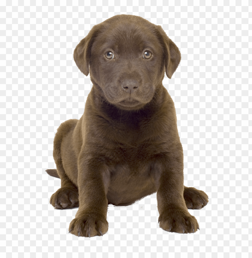 Adorable brown Labrador puppy sitting on a transparent background PNG