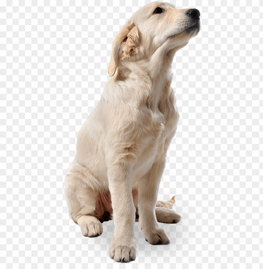 Golden retriever puppy sitting and looking up thoughtfully PNG