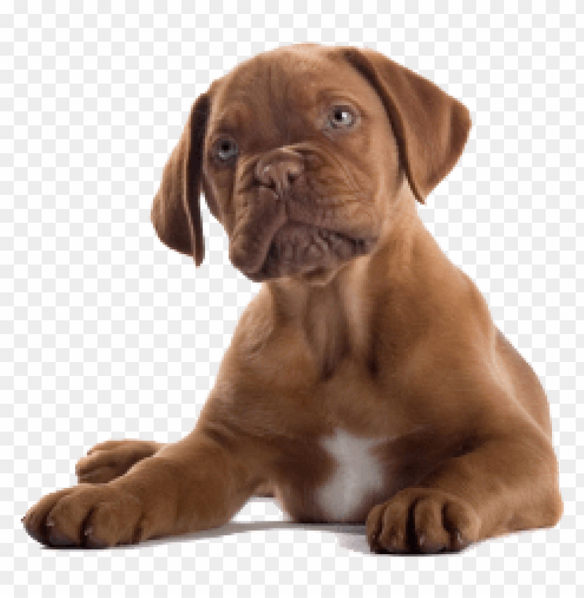 Adorable brown puppy lying down with a relaxed expressio PNG