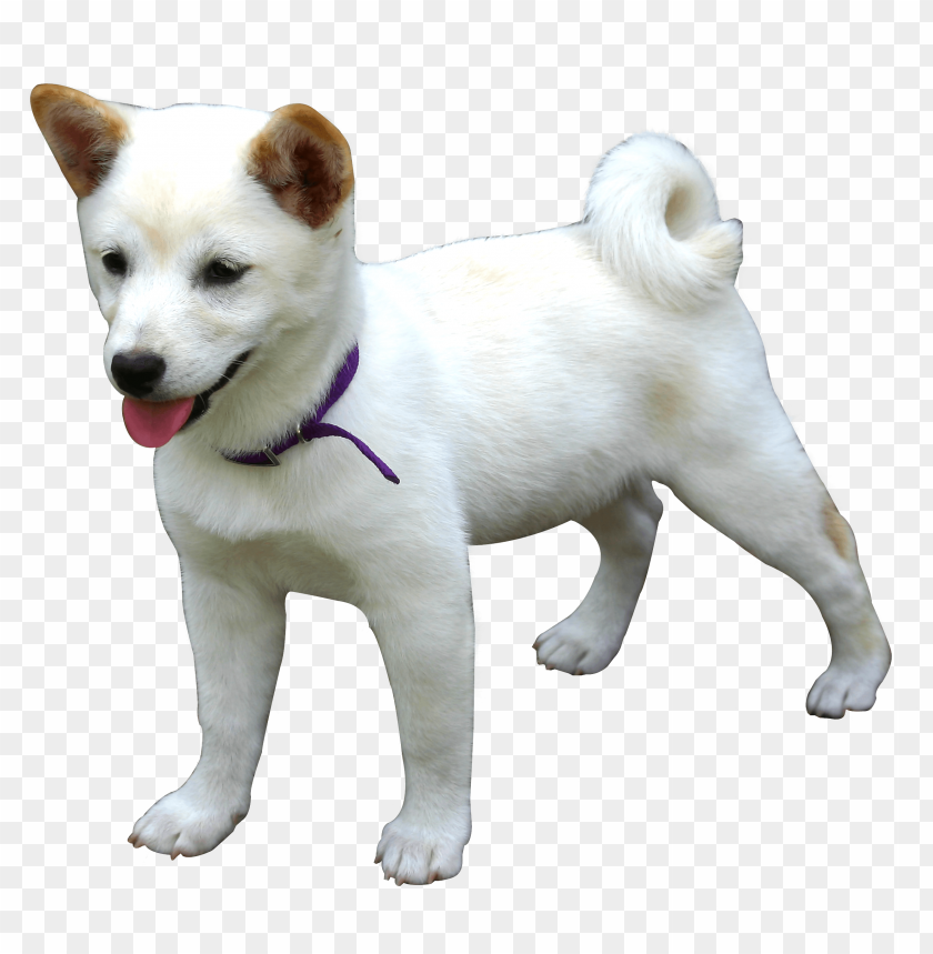 White dog standing PNG, small breed, cute