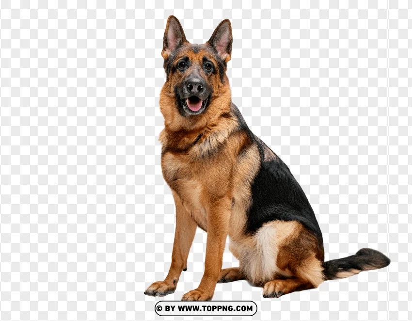 Alert German Shepherd Dog PNG Transparent Background