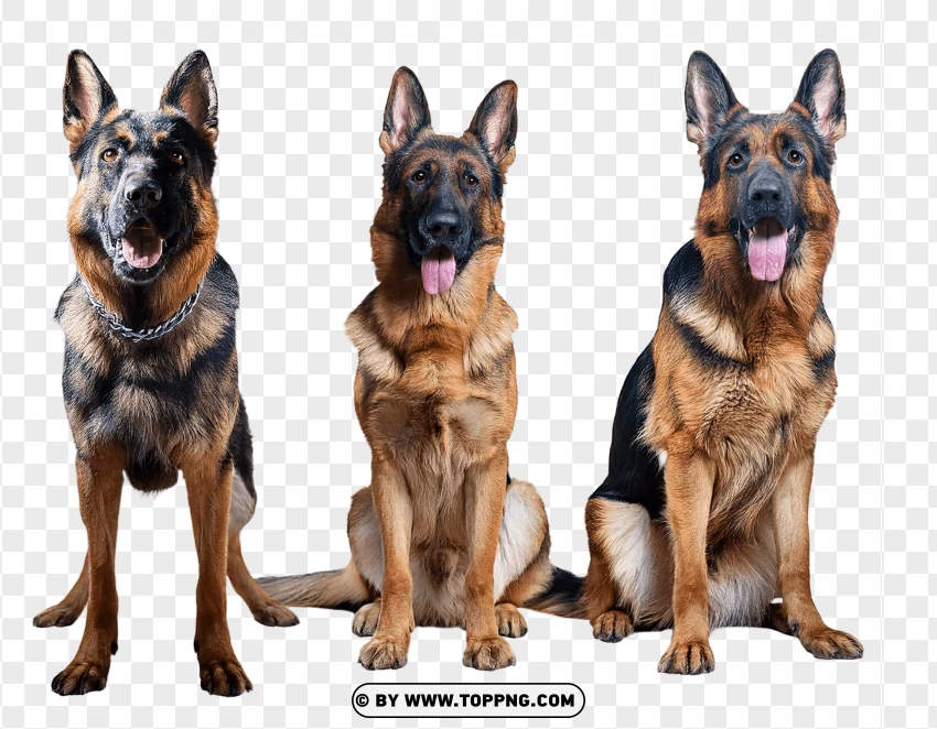 Set Of Four German Shepherds PNG Transparent Background