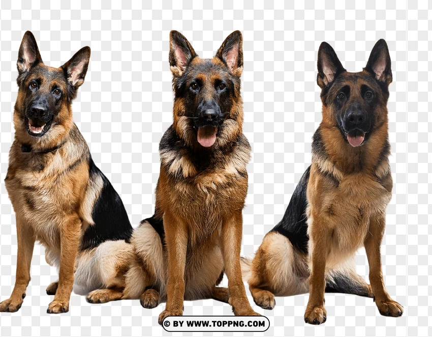 German Shepherd Dog Group PNG Transparent Background