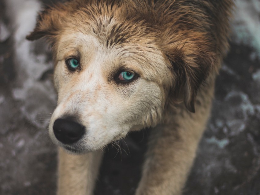 Dog Blue-eyed Paws Pulling Background