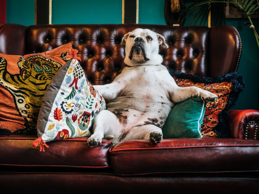 dog, bulldog, king, sofa, pillows