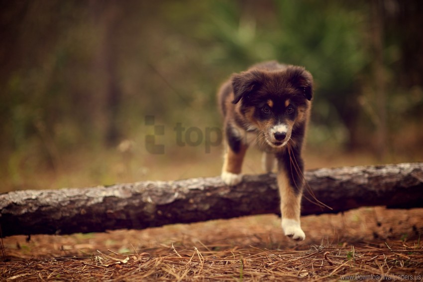 Dog Dry Nature Needles Puppy Stick Walking Wallpaper PNG Transparent Background