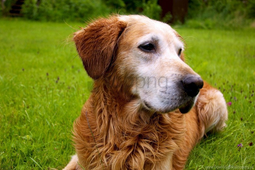 dog, golden retriever, pet, canine, grass, nature, outdoor