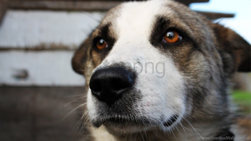 dog, pet, animal, close-up, brown eyes, fur, nature