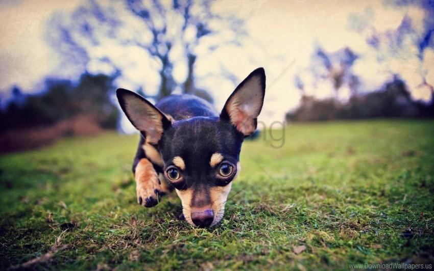 dog, Chihuahua, pet, grass, nature, outdoor, animal