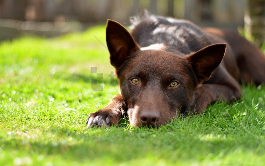 dog, brown dog, pet, grass, nature, outdoor, animal