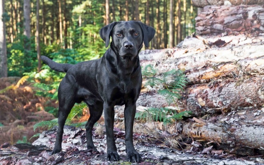 black dog, forest, Labrador Retriever, nature photography, wildlife, outdoor pet, green ferns