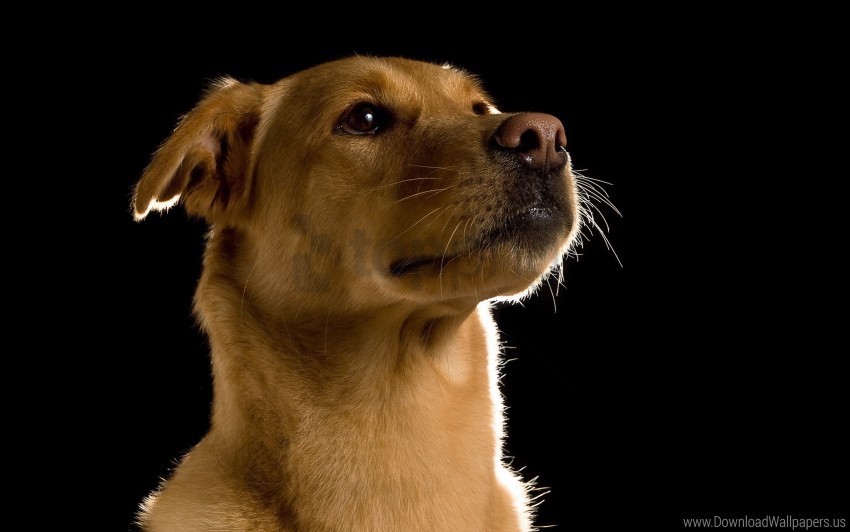 dog, pet, animal, canine, profile, golden, brown fur