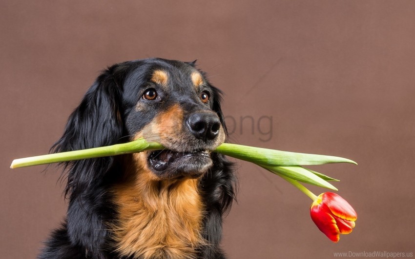 dog, tulip, plant, pet, flower, green leaves, domestic animal