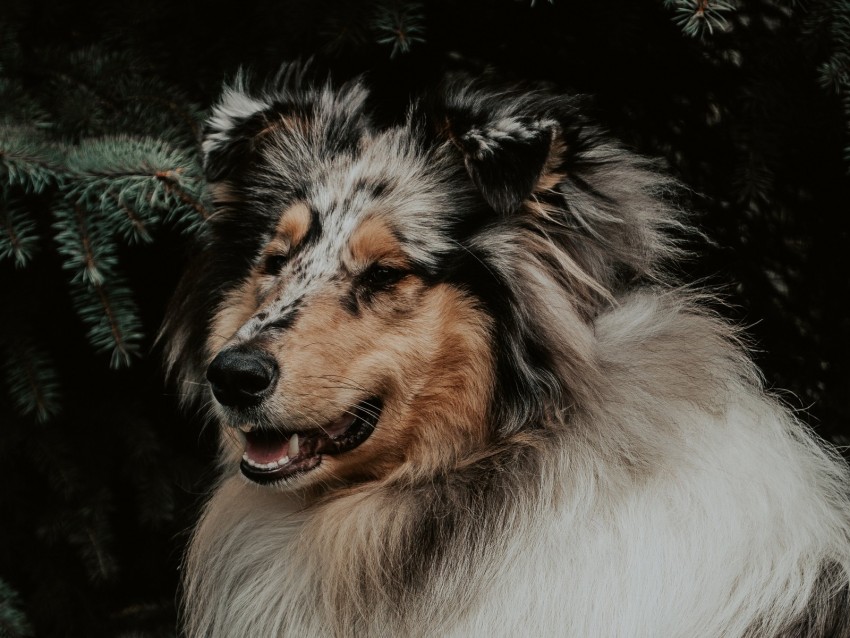 dog, fluffy, glance, pet, animal