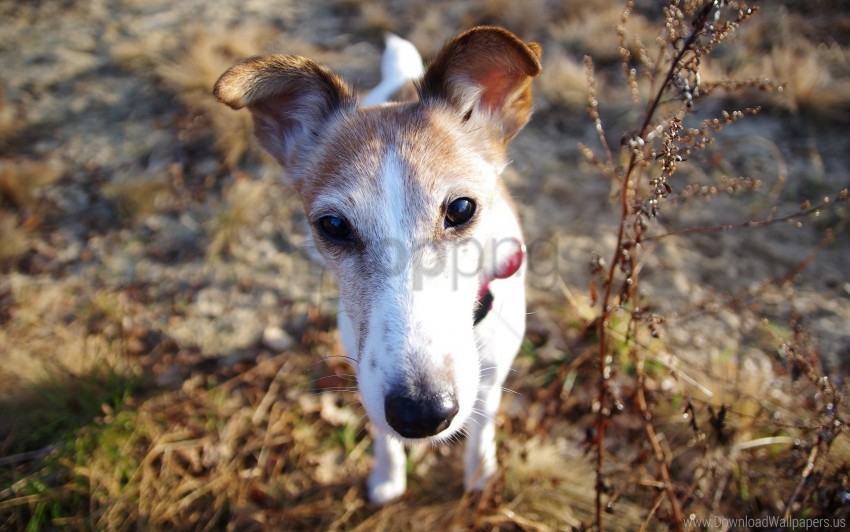 Dog Foliage Muzzle Nose Wallpaper PNG Transparent Background