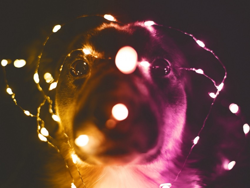 dog, garland, funny, light bulbs, light