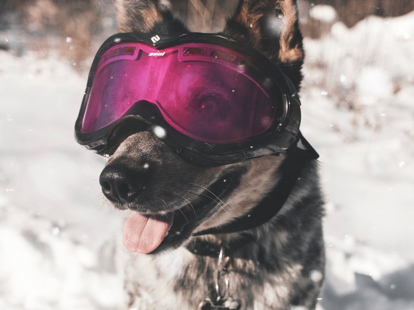 dog, glasses, winter, funny, stylish