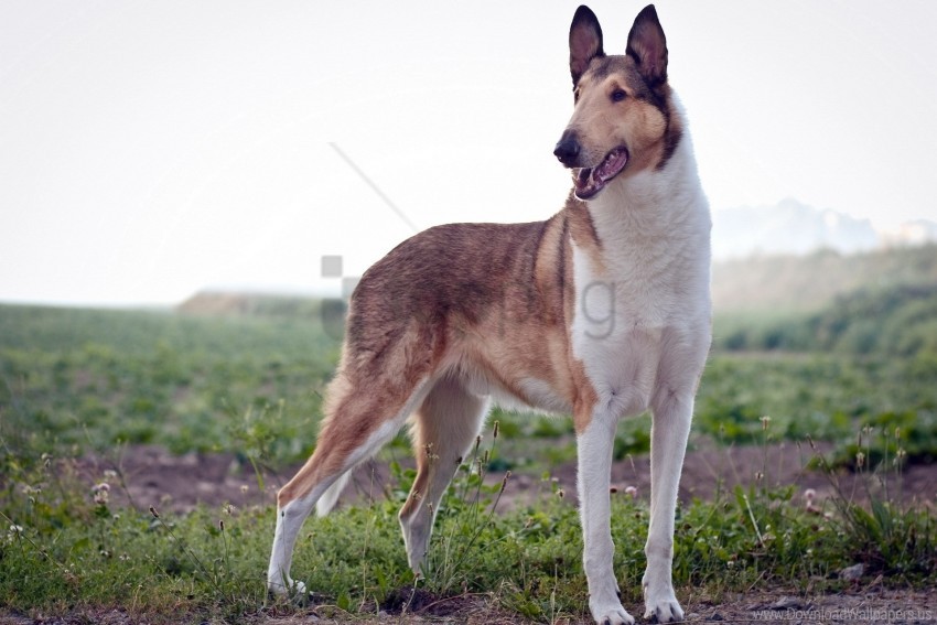 dog, collie, pet, animal, outdoors, nature, canine