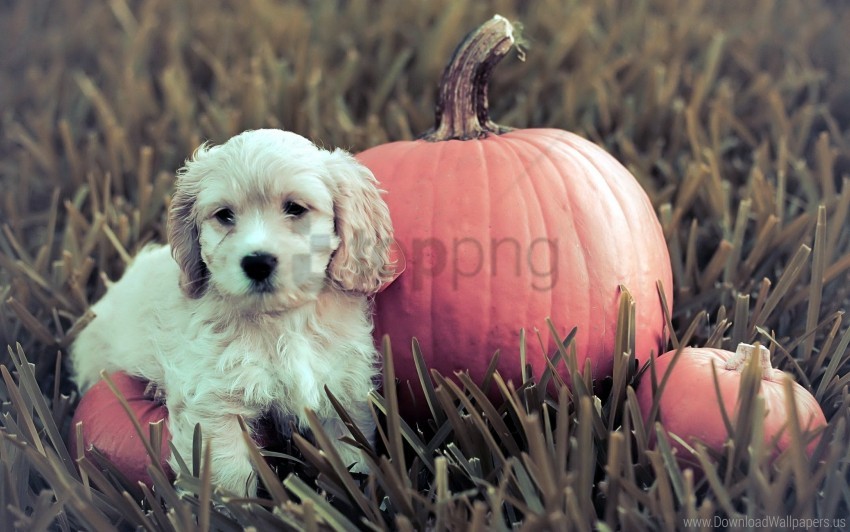 puppy, pumpkin, autumn, fall decorations, cute animals, nature, small dog