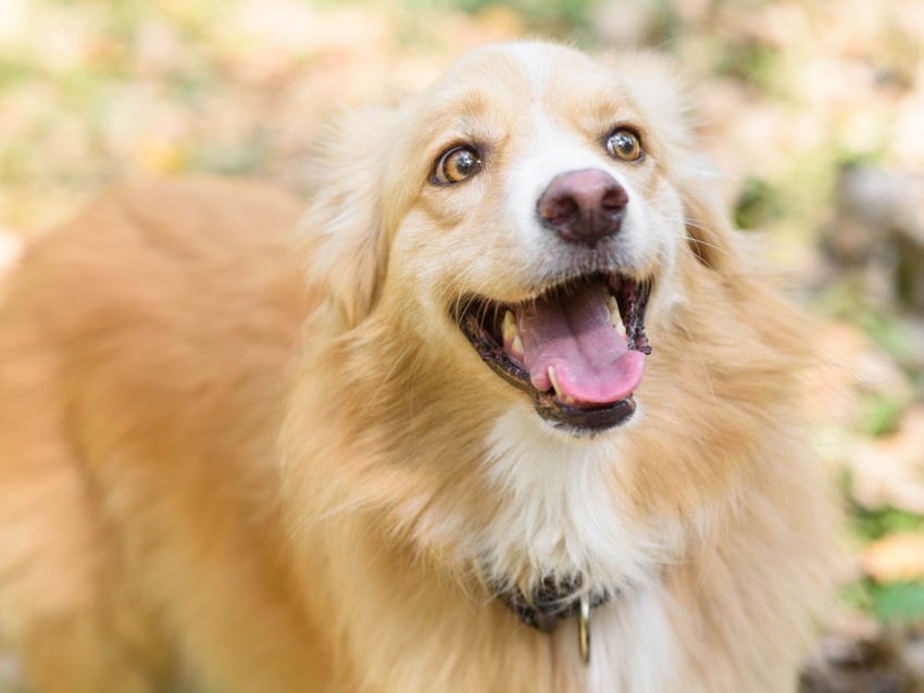 dog, happy, happiness, funny