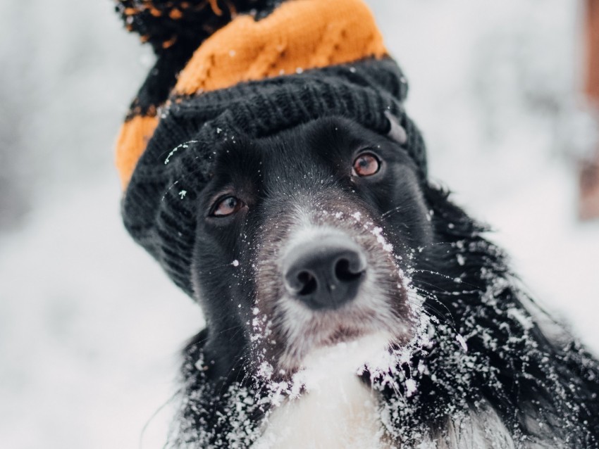 Dog Hat Snow Winter Muzzle Blur Background