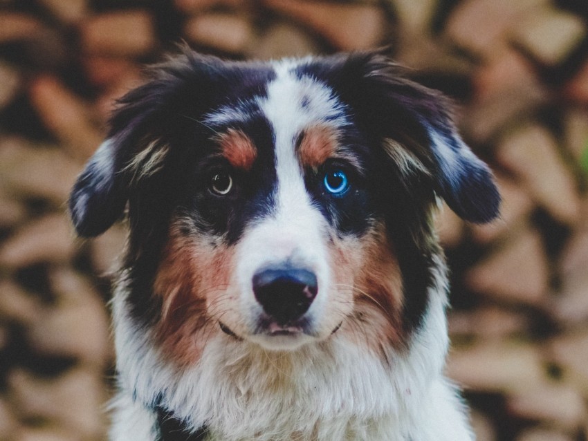 dog, heterochromia, pet, animal, glance