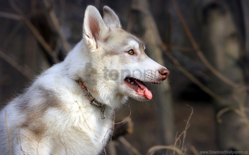 dog, husky, canine, pet, nature, animal, fur