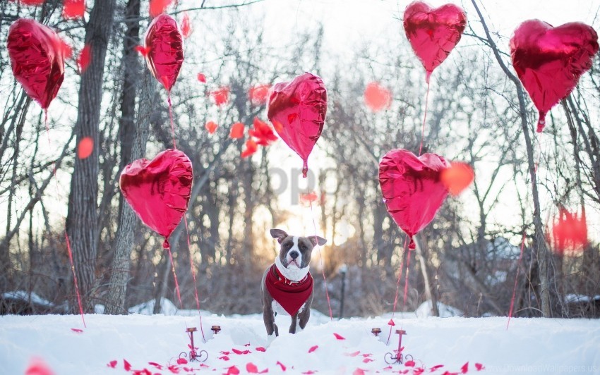 dog, outdoor, winter, heart-shaped balloons, snow, sunset, playful