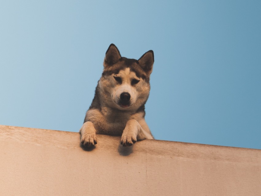 Dog Husky Looks Down Wall Sky Background