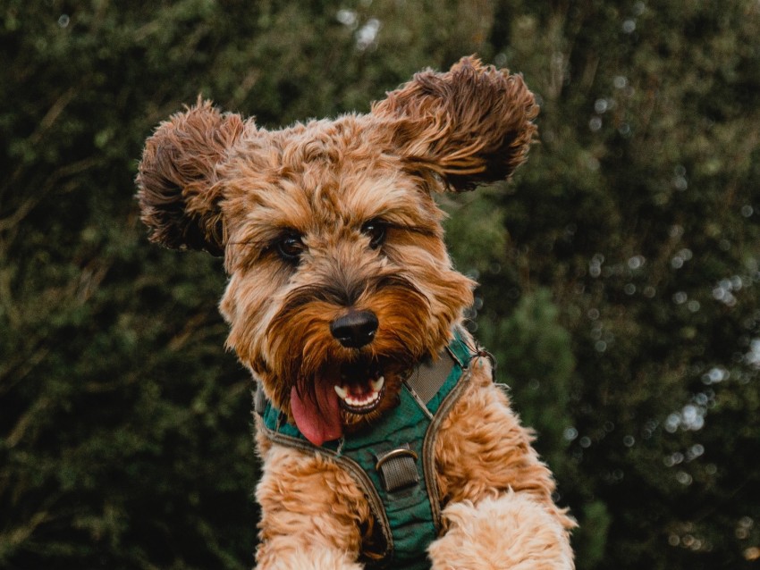 dog, jump, tongue protruding, playful, pet