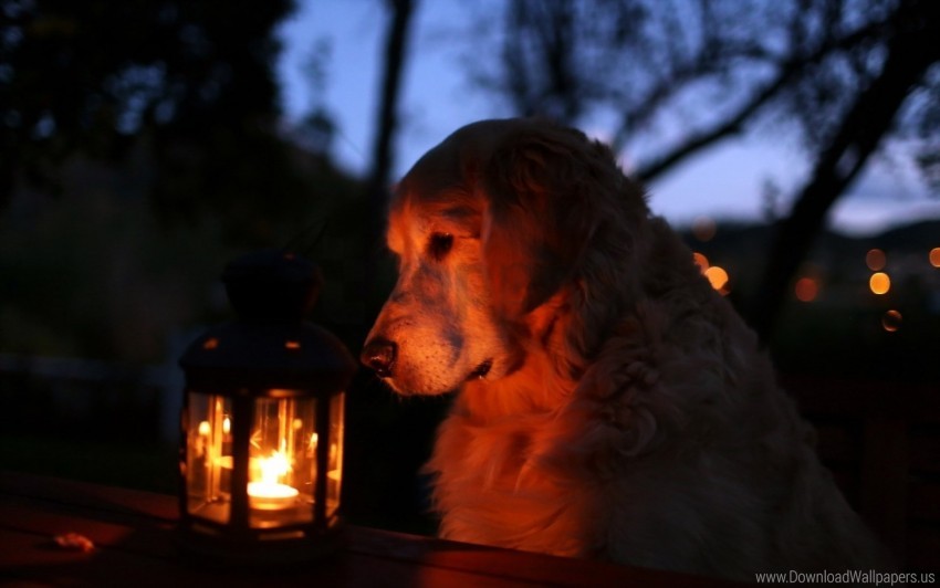 Dog Lantern Light Shadow Wallpaper PNG Transparent Background