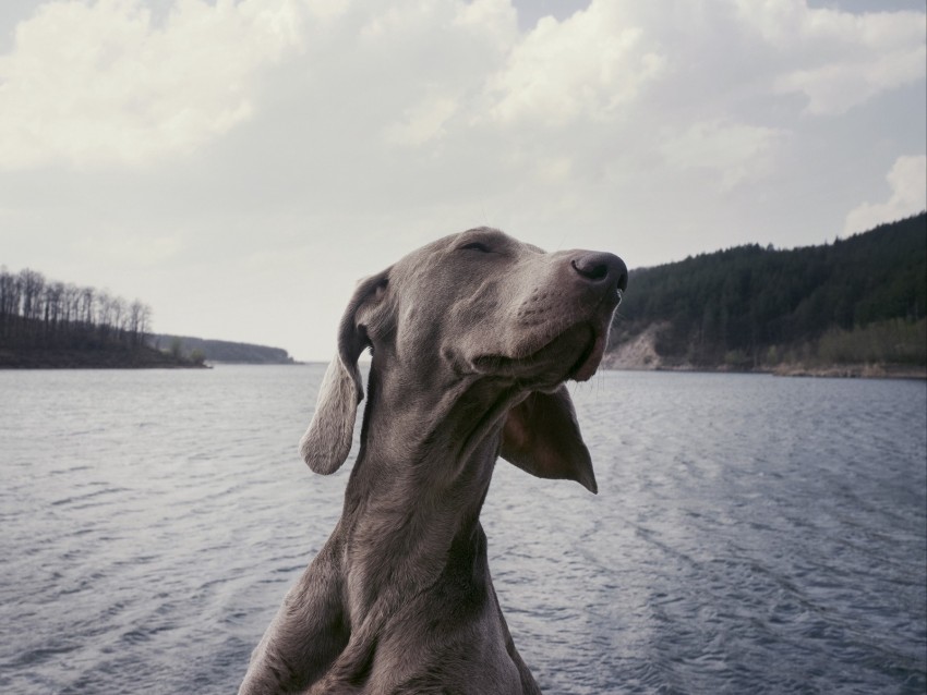 dog, muzzle, funny, satisfied