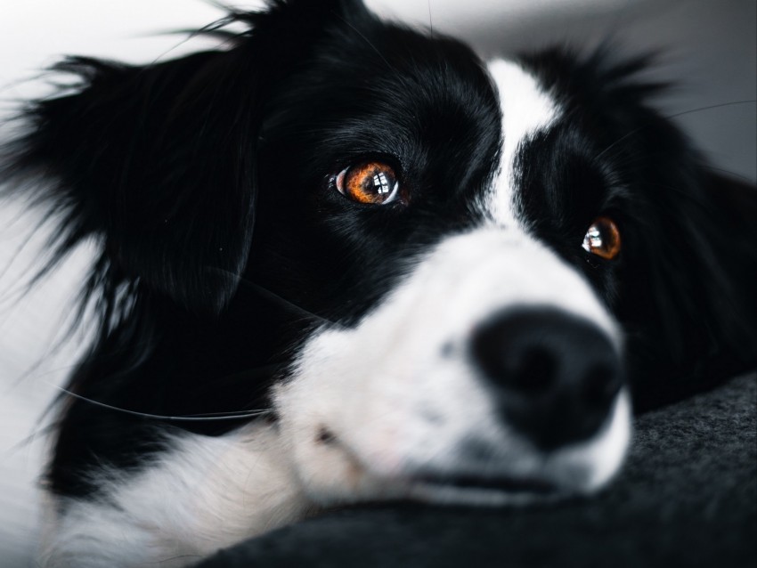 dog, muzzle, glance, pet, black and white