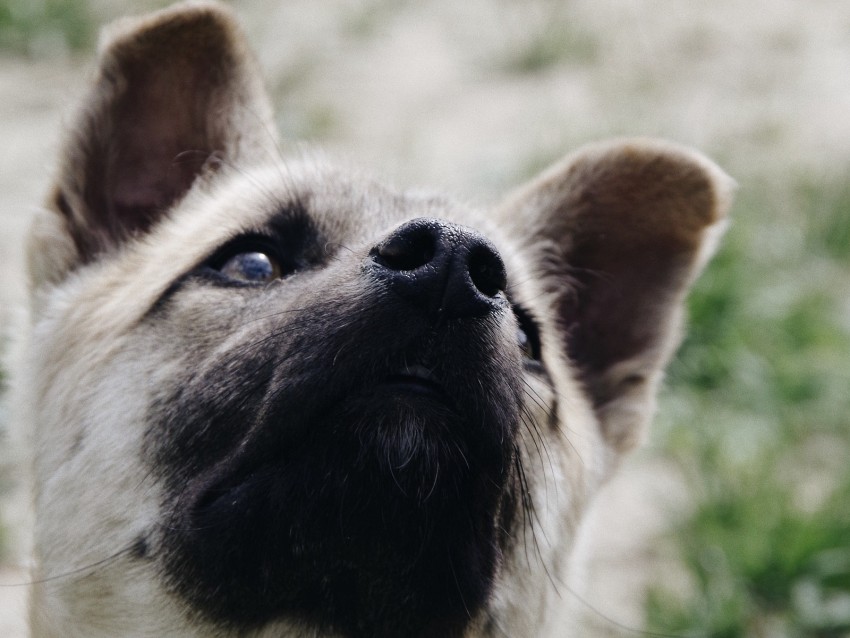 dog, muzzle, nose, pet