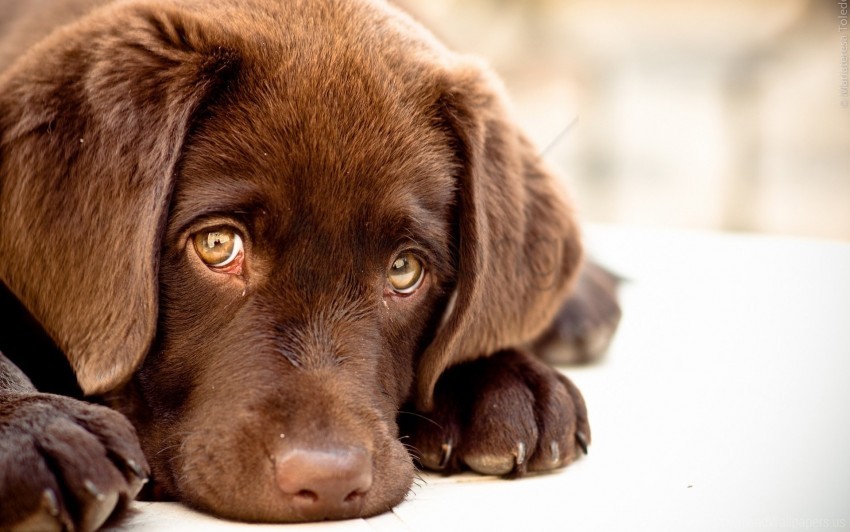 dog, puppy, brown fur, animal, pet, cute eyes, loyal companion