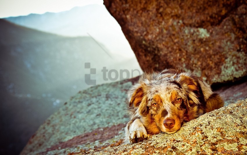 dog, mountain, nature, landscape, rock, outdoor, animal