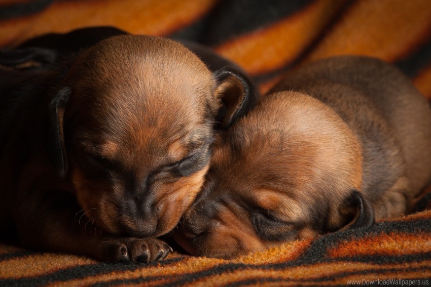 puppies, sleeping dogs, brown fur, pet care, cute animals, small dogs, newborn puppies