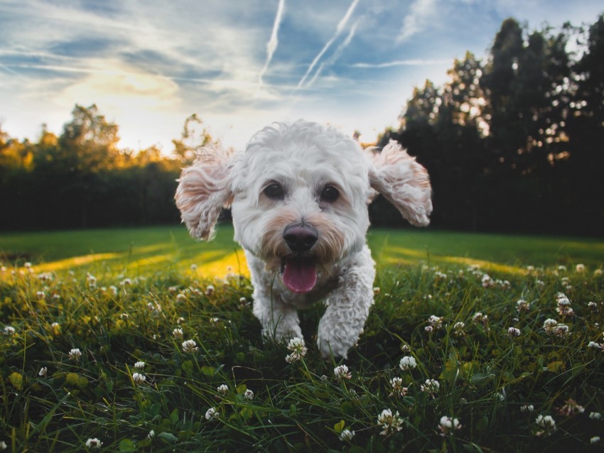 dog, protruding tongue, cute, shaggy, pet