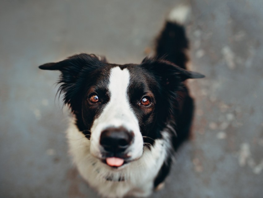 dog, protruding tongue, funny, muzzle