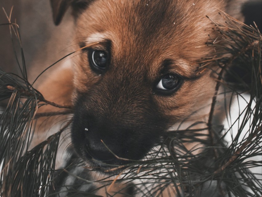 dog, puppy, cute, eyes