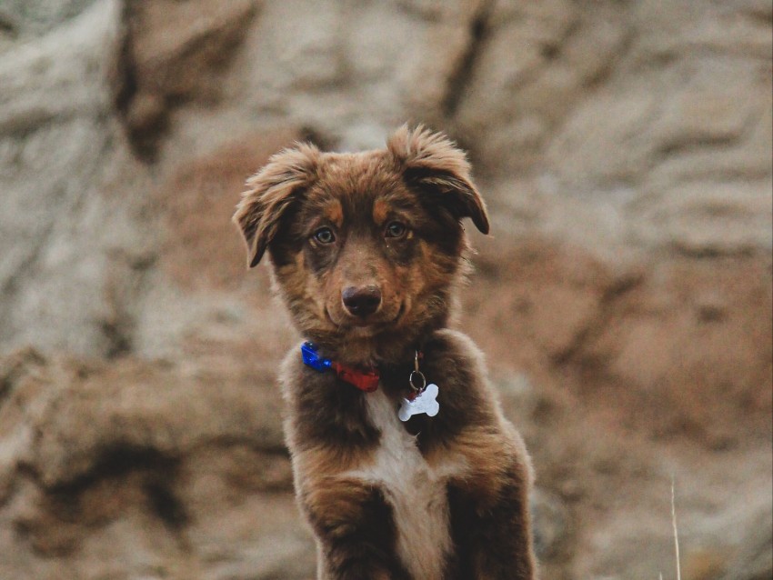 Dog Puppy Cute Pet Brown Background